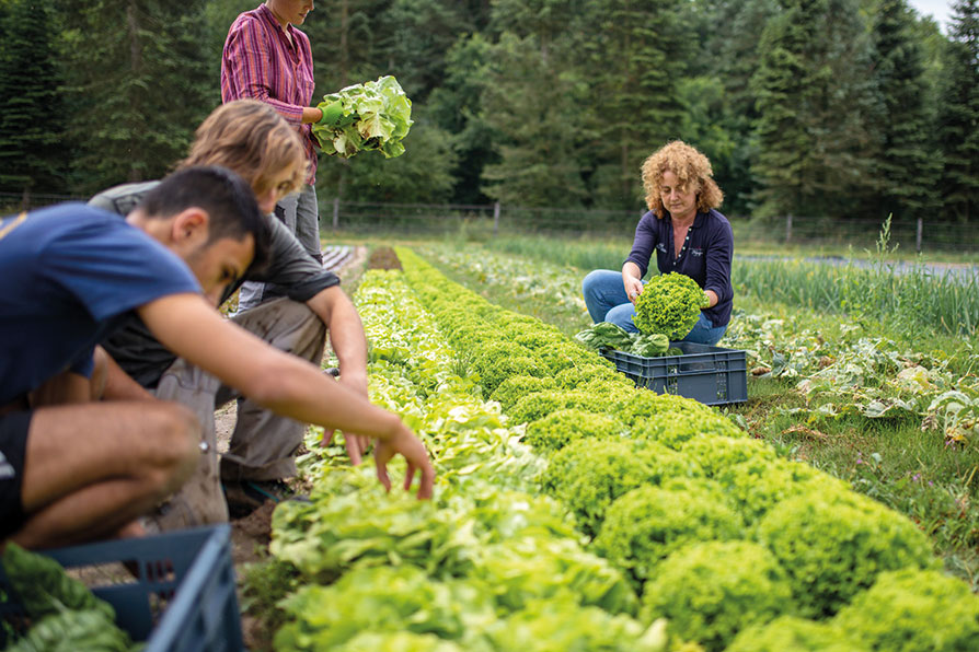 L'agriculteur Attache Les Plantes Dans Le Potager à La Ferme