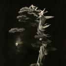 Une oeuvre photographique de Masao Yamamoto 