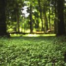 Bois de Doue en Seine-et-Marne