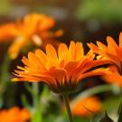 Fleurs oranges