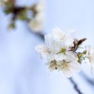 Fleurs blanches de printemps