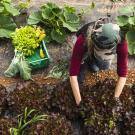 Un producteur cultive des salades