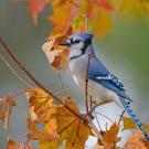 Un geai bleu sur une branche en automne