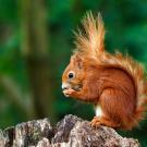 Un écureuil roux sur un arbre