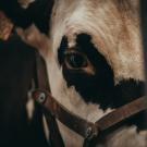 Vache