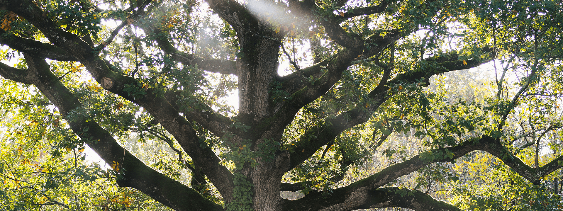 Arbre au bois de la Rochette