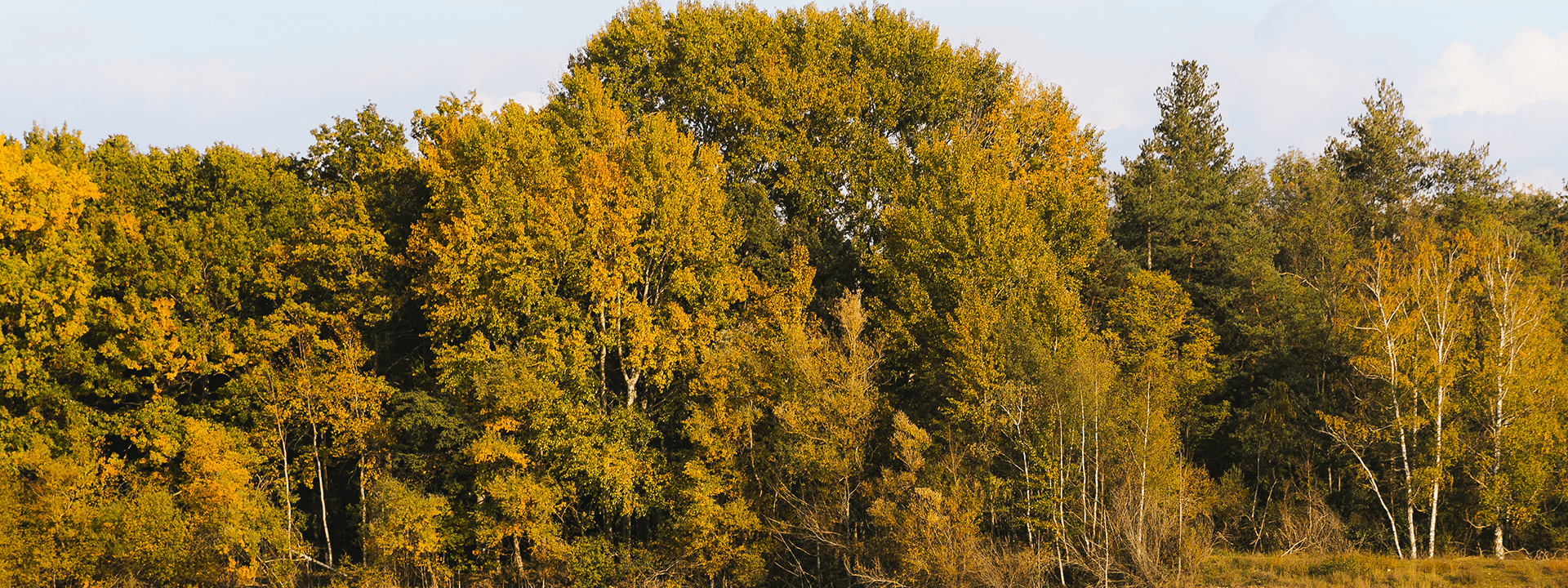 Arbres au bord d'un étang dans la plaine de Sorque