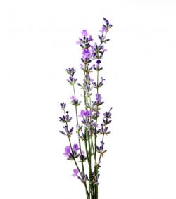 Aquarelle de fleurs