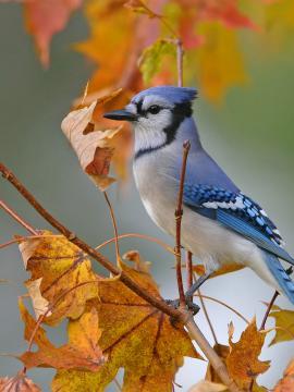 Un geai bleu sur une branche en automne