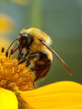 Une abeille butine une fleur jaune