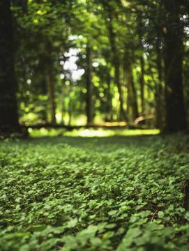 Bois de Doue en Seine-et-Marne