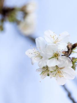 Fleurs blanches de printemps