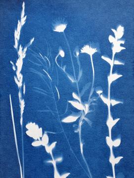 Cyanotype