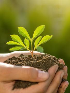 Des mains portent une plante et de la terre
