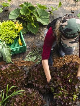Un producteur cultive des salades