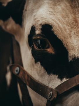 Vache