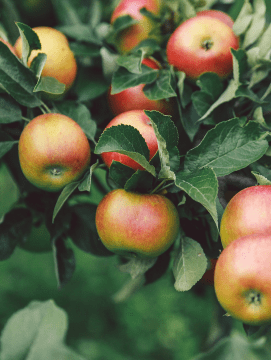des pommes sur un feuillage de branches