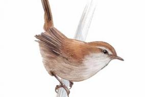 Dessin représentant un oiseau, la bouscarle de Cetti