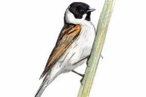 Dessin représentant un oiseau, le bruant des roseaux