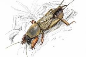 Dessin représentant un insecte, la courtilière