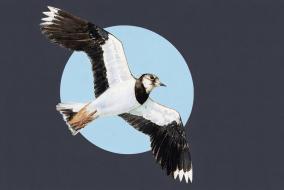 Dessin représentant un oiseau