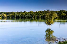 Un étang d'eau entouré d'arbres