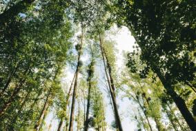 Arbres de la prairie Clemenceau