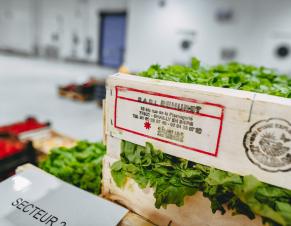 Salade provenant de l'agriculture locale