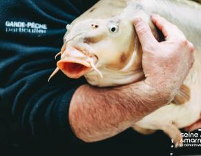 rempoissonnement canal du Loing