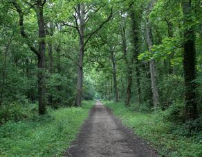 Un sentier dans la foret de Dammarie