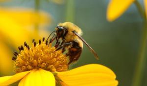 Une abeille butine une fleur jaune