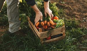 Un panier de légumes 