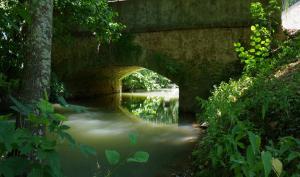 Un cours d'eau qui passe sous un pont dans une forêt