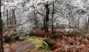 Forêt de Fontainebleau