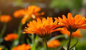 Fleurs oranges