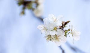 Fleurs blanches de printemps