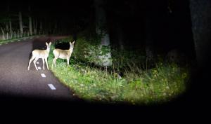 Biches sur le bord d'une route de forêt