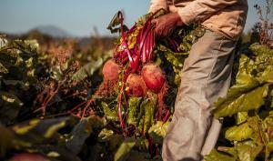 Des betteraves récoltées par un producteur