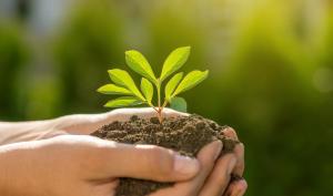 Des mains portent une plante et de la terre