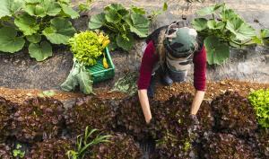 Un producteur cultive des salades