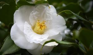 Fleur blanche