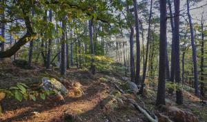 Forêt de Fontainebleau