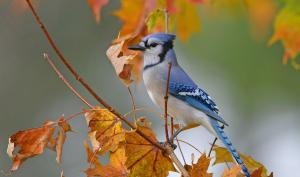 Un geai bleu sur une branche en automne