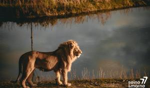 Un lion à Lumigny Safari Réserve