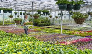 Une pépinière avec des plantes et des fleurs