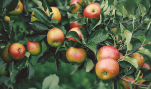 des pommes sur un feuillage de branches