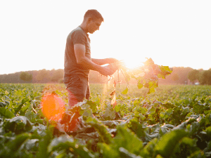 producteur de betteraves dans un champ