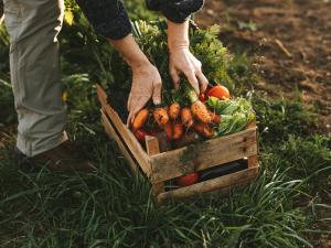 Un panier de légumes 