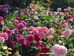jardin de roses aux journées des plantes de Jossigny