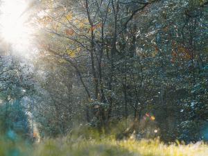 Espace naturel sensible du bois de la Rochette